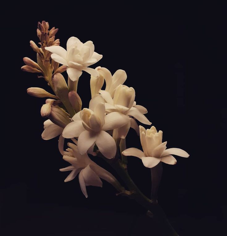 Nightblooms by Atelier Noitē: Luxury Candles Inspired by Nocturnal Flowers, Sacred Woods, and Deep Ambers