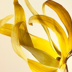 Botanical Ingredient