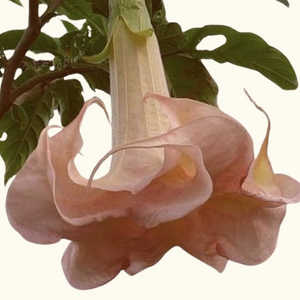 Botanical Ingredient