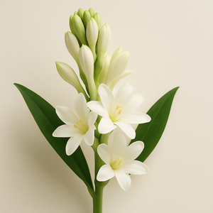 Botanical Ingredient