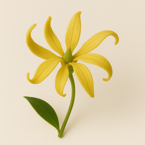 Botanical Ingredient