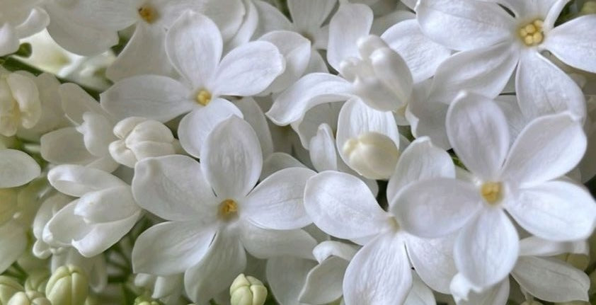 MY FAVOURITE SCENT NOTES FOR MAKING A SPACE EFFORTLESSLY CHIC