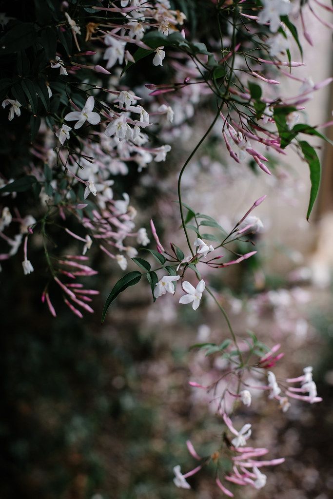 THE POWER OF SCENT: HOW FRAGRANCE SHAPES MOOD AND MEMORY