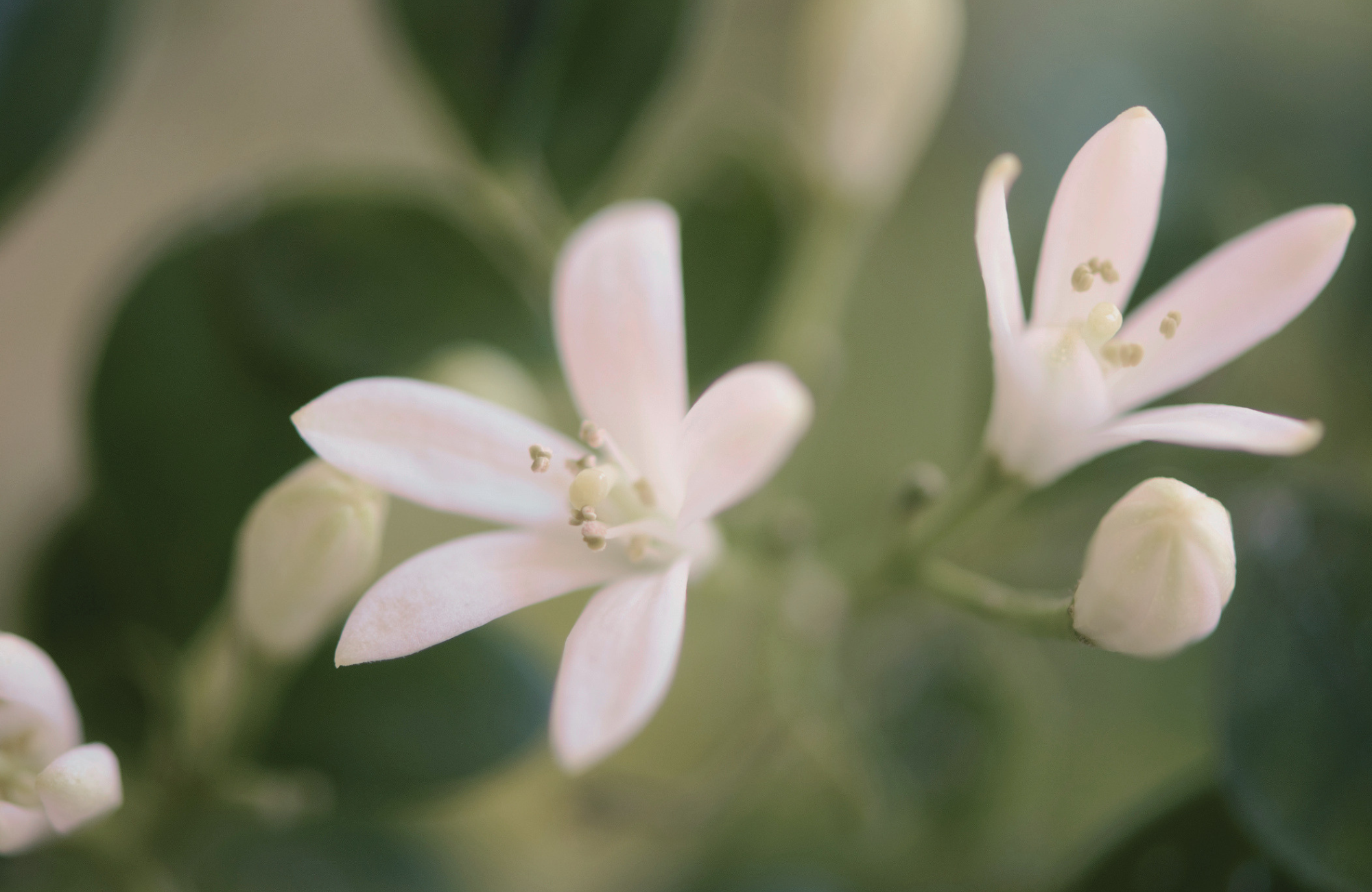 an image of a jasmine flower