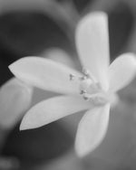A close-up black and white photograph of a small five-petaled flower with visible stamens against a blurred dark background.